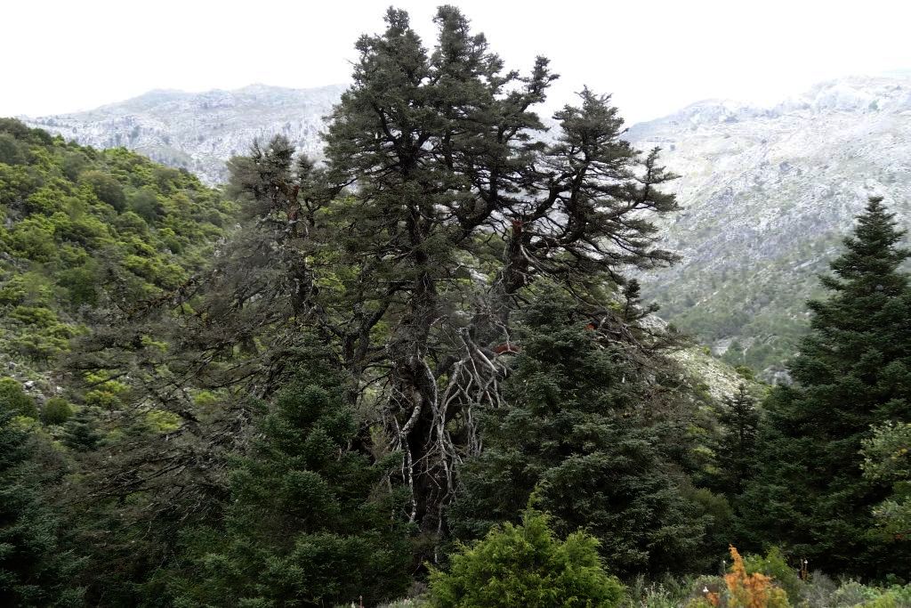Sierra de Las Nieves
